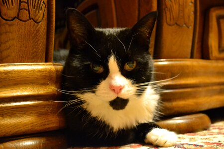 Felis catus hiding watching
