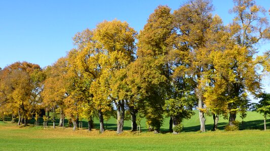 Leaves trees colorful photo