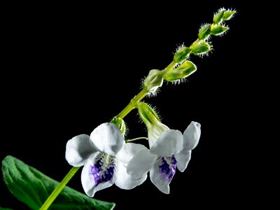 Bloom flower white violet photo