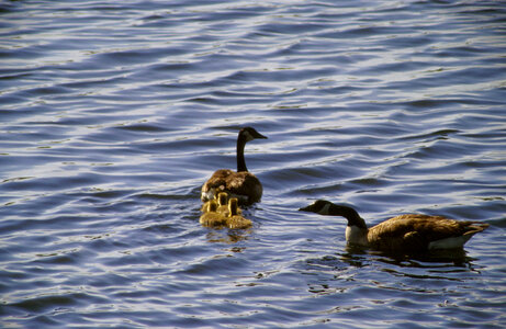 Canada Geese with Chicks photo