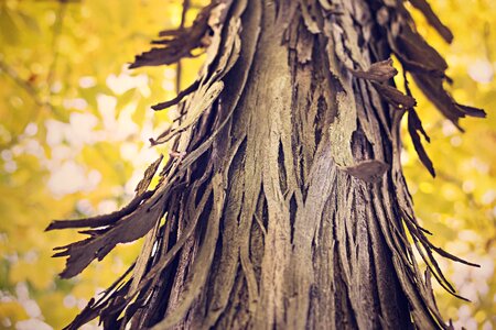 Nature forest tree trunk photo