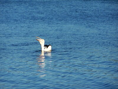 Eat fish pelican