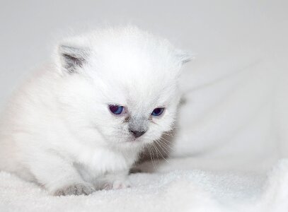 Kitty fluffy puppy