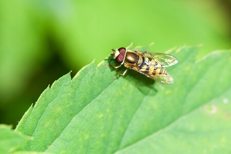 Animal insect plant