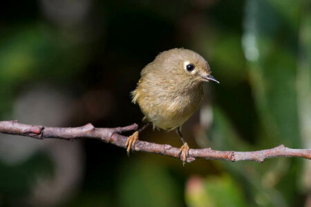 Ruby-crowned Kinglet-2 photo