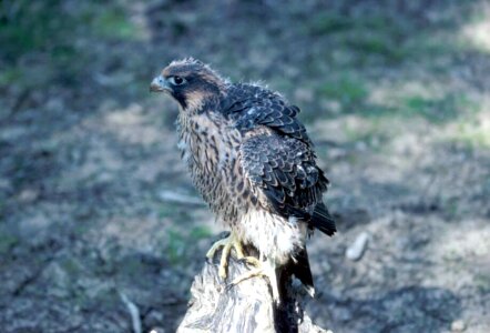 Chick Falco peregrinus falcon photo