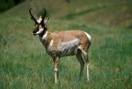 Pronghorn Antelope
