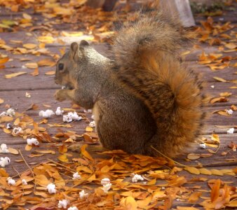 Animal cute fox squirrel photo