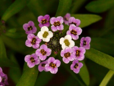 Flowers flower plant
