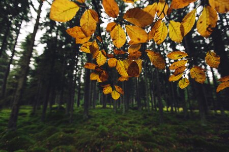 Bush Autumn Forest photo