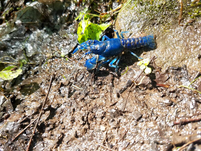 Blue crayfish-3