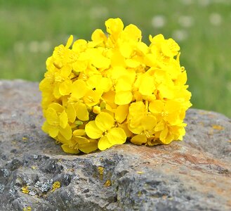 Beautiful Flowers blooming blossom photo