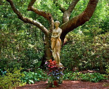 Goddess mythical live oak photo