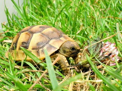 Reptile turtle tortoise photo
