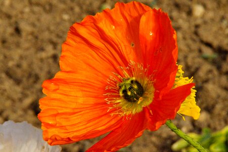 Poppy flower muehnblume tender photo