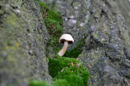Fungi forest nature photo