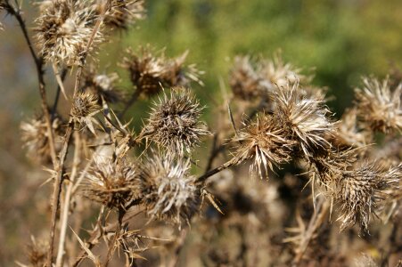 Autumn flora wildflower