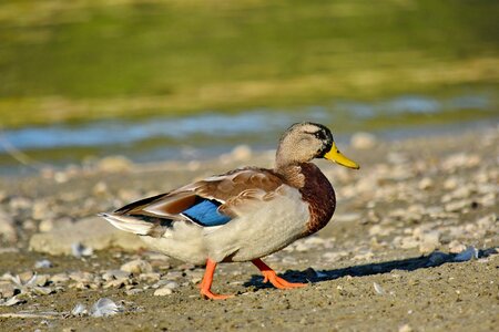 Beach mallard natural habitat
