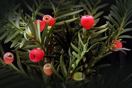Bush evergreen taxaceae