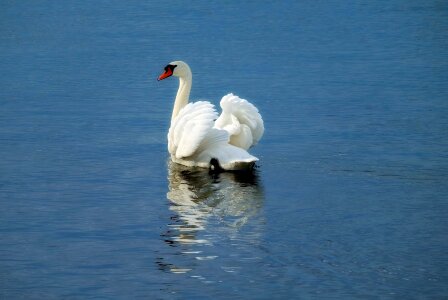 Water bird river mirroring