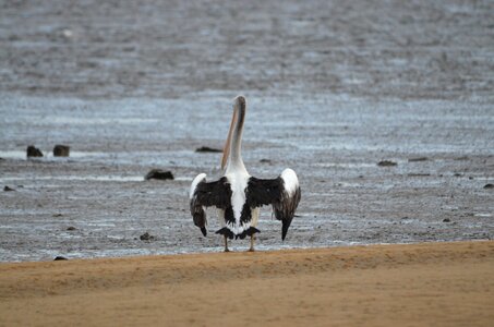 Animal birds pelicans