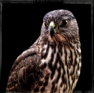 Bird feathered nature