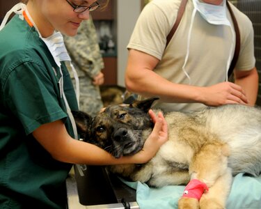 Dog patient animal photo