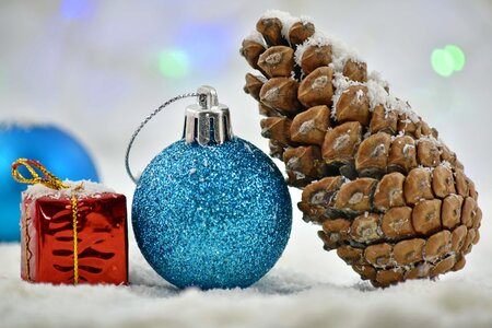 Backlight conifer gifts