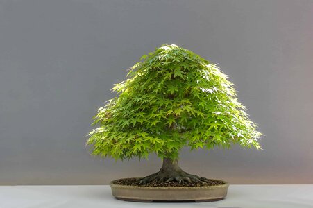 Beautiful Photo bonsai landscape