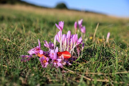 Beautiful Flowers bloom blooming photo