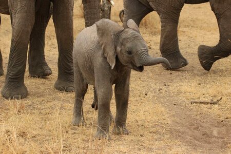 Wild elephant wild nature