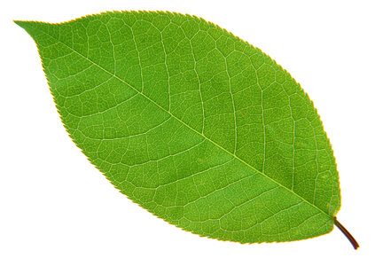 bright green leaf on a white background photo