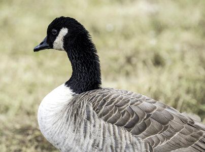 Close up of head and body of Canadian Goose photo