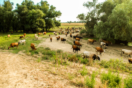 Herd of Cows on the Field photo