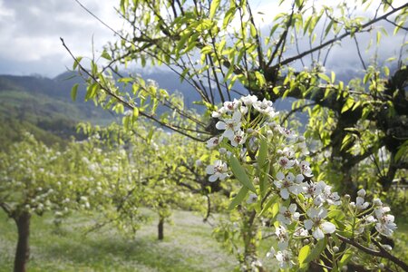 Spring nature flower photo