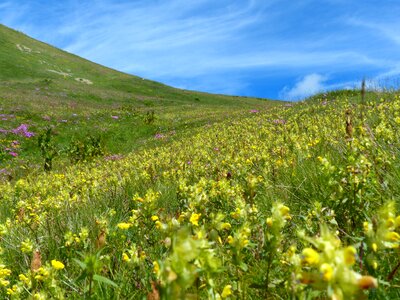 Mountain meadow meadow grassy slope