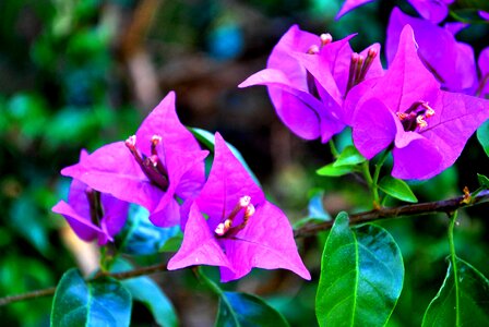 Gardening green pinguifolia