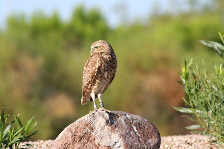 Burrowing Owl standing on the ground photo