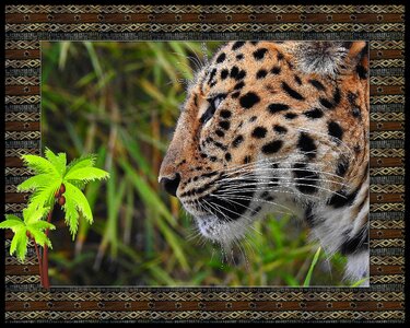Animal art cougar photo