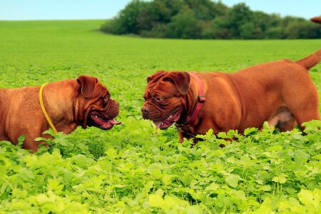 Puppyes dogue de bordeaux dog de bordeaux
