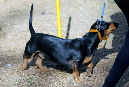 Dachshund Black Dog photo