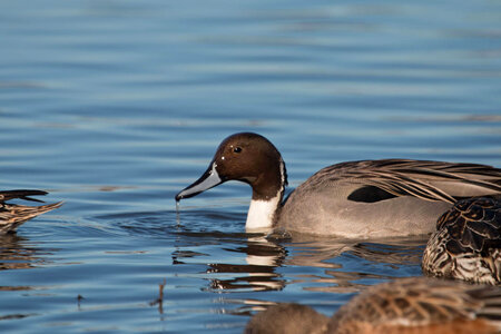 Northern Pintail-2