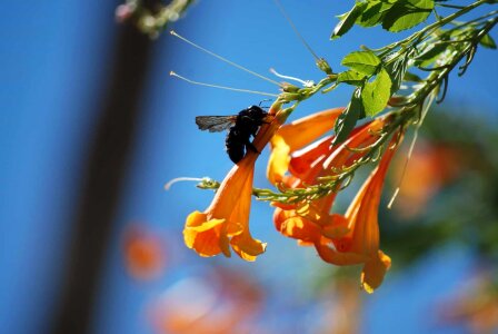 Animal arthropod autumn