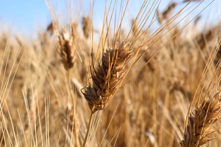 Cereal countryside field