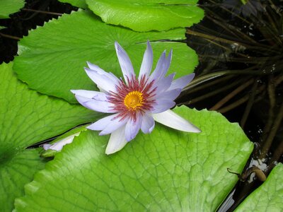 Pond plant blossom bloom