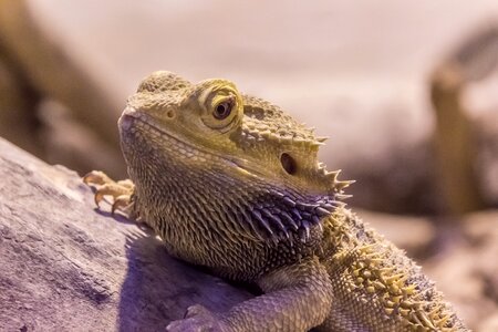 Lizard scale animal photo