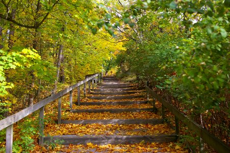 Nature autumn forest