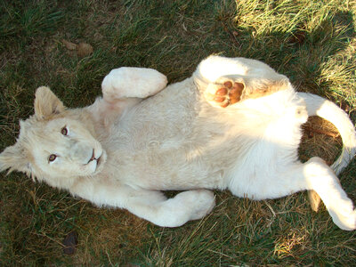 Lion Cub laying down being playful photo