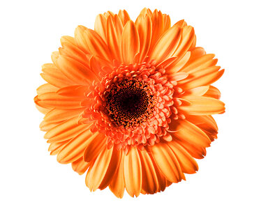 Orange Gerbera photo