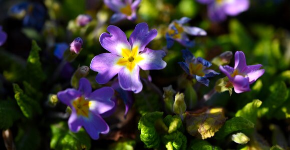 Spring flower spring garden